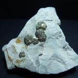 PiritaCamping Torre de la Peña Area, Tarifa, Comarca Campo de Gibraltar, Cádiz, Andalusia, Spain5 x 4 cm. (Autor: javier ruiz martin)
