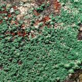 Conichalcita<br />Mina Linda Mariquita, El Molar, Comarca Priorat, Tarragona, Cataluña / Catalunya, España<br />5 x 4 cm<br /> (Autor: Joan Niella)