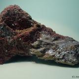 BaritaLa Cañada de Verich, Comarca del Bajo Aragón, Teruel, Aragón, España10 x 5 cm (Autor: Joan Niella)