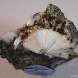 Escolecita<br />Estopiñán del Castillo, Comarca La Ribagorza, Huesca, Aragón, España<br />5 x 4 cm<br /> (Autor: Joan Niella)