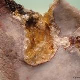 Celestina<br />Afloramientos de sílex, Los Pedreñales, Azaila, Comarca Bajo Martín, Teruel, Aragón, España<br />4 x 3 cm<br /> (Autor: Joan Niella)