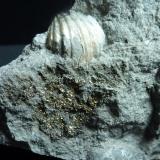 PiritaTorremocha del Campo, Comarca Sierra Norte de Guadalajara, Guadalajara, Castilla-La Mancha, Spain7 x 6 cm. (Autor: javier ruiz martin)