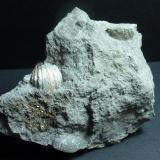 PiritaTorremocha del Campo, Comarca Sierra Norte de Guadalajara, Guadalajara, Castilla-La Mancha, Spain7 x 6 cm. (Autor: javier ruiz martin)