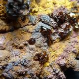 JarositaJaroso ravine, Almagrera Range, Cuevas del Almanzora, Comarca Levante Almeriense, Almería, Andalusia, Spain3,5 x 3 cm. (Autor: javier ruiz martin)
