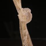 Gypsum<br />Valle de Cerrato, Comarca Cerrato, Palencia, Castile and León, Spain<br />48mm x 153mm x 40mm<br /> (Author: Firmo Espinar)