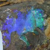 Ópalo (variedad boulder opal)Quilpie, Condado Quilpie, Queensland, Australiaencuadre 25x25 mm (Autor: Ramon A  Lopez Garcia)