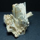 CelestinaConcesión Minerama II, Urbanización Puente Tablas, Jaén ciudad, Jaén, Comarca Metropolitana de Jaén, Andalucía, España5 x 4 cm. (Autor: javier ruiz martin)