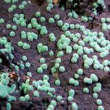 Aurichalcita (Auricalcita)<br />Mina 79, Chilito, Zona Hayden, Distrito Banner, Montes Dripping Spring, Condado Gila, Arizona, USA<br />Campo de visión 4 cm.<br /> (Autor: Antonio P. López)