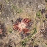 Erythrite<br />La Cena del Depósito Claim, Huércal-Overa, Comarca Levante Almeriense, Almería, Andalusia, Spain<br />FOV 13mm<br /> (Author: Firmo Espinar)