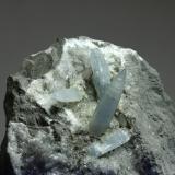 Celestina<br />Cantera Casablanca, Lloma Alta, Les Boqueres, San Vicente del Raspeig/Sant Vicent del Raspeig, Comarca Campo de Alicante, Alicante / Alacant, Comunidad Valenciana / Comunitat Valenciana, España<br />110x100 mm<br /> (Autor: Ramon A  Lopez Garcia)
