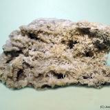 Celestina<br />Pedrera Cal Marçà, Castellfollit de Riubregós, Comarca Anoia, Barcelona, Cataluña / Catalunya, España<br />11 x 6 cm<br /> (Autor: Joan Niella)