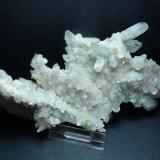 CelestinaConcesión Minerama II, Urbanización Puente Tablas, Jaén ciudad, Jaén, Comarca Metropolitana de Jaén, Andalucía, España15 x 7 cm. (Autor: javier ruiz martin)