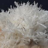 Aragonite (variety flos ferri)<br />Nals-Prissian Mine, Nalles (Nals), Autonomous Province South Tyrol, Trentino-Alto Adige (Trentino-Südtirol), Italy<br />4 x 4 cm<br /> (Author: Volkmar Stingl)