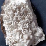 Aragonite (variety flos ferri)<br />Hesse/Hessen, Germany<br />10 x 4 cm<br /> (Author: Volkmar Stingl)