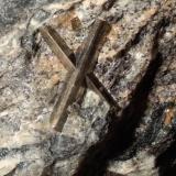 Arsenopyrite<br />Monte Arsiccio Mine, Sant'Anna (Sant'Anna di Stazzema), Apuan Alps, Stazzema Municipality, Lucca Province, Tuscany, Italy<br />56 x 55 mm<br /> (Author: Sante Celiberti)