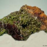 Piromorfita<br />Mina Daoping, Gongcheng, Prefectura Guilin, Región Autónoma Guangxi Zhuang, China<br />60 x 35 mm<br /> (Autor: Joan Niella)
