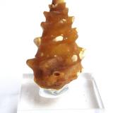 Quartz (variety chalcedony) after snail<br />Dakhla, Morocco (Western Sahara)<br />Specimen height 2,5 cm<br /> (Author: Tobi)
