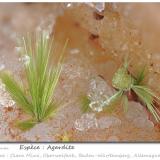 AgarditeClara Mine, Rankach Valley, Oberwolfach, Wolfach, Black Forest, Baden-Württemberg, Germanyfov 4.6 mm (Author: ploum)