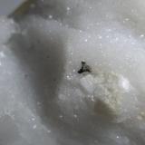 Colusita<br />Cuenca de la zona de canteras Fantiscritti, Carrara, Alpes Apuanos, Provincia Massa-Carrara, Toscana, Italia<br />37 x 27 mm<br /> (Autor: Sante Celiberti)