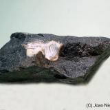 Mesolita<br />Pedrera Sant Corneli, Can Savoia, Tordera-Fogars de la Selva, Comarcas Maresme-La Selva, Barcelona, Cataluña / Catalunya, España<br />55 x 20 mm<br /> (Autor: Joan Niella)