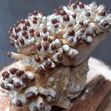 Aragonite<br />Eisriesenwelt Cave, Werfen, St. Johann im Pongau, Hohe Tauern, Salzburg, Austria<br />4,5 x 2,5 cm<br /> (Author: Volkmar Stingl)