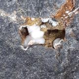 Ferrierite-Mg<br />Wildon (former Weitendorf), Leibnitz District, Styria/Steiermark, Austria<br />FoV 1,5 x 1 cm<br /> (Author: Volkmar Stingl)