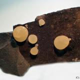 CalcitaCantera Campomorto, Pietra Massa, Montalto di Castro, Provincia Viterbo, Lacio/Lazio, Italia65x30 mm (Autor: Joan Niella)