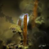 Crocoite<br />Adelaide Mine, Dundas mineral field, Zeehan District, West Coast Council, Tasmania, Australia<br />VOF appr. 10 mm<br /> (Author: Rob Schnerr)