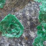 Malaquita<br />Miniera Montevecchio, Arbus, Provincia Medio Campidano, Cerdeña/Sardegna, Italia<br />63 x 45 mm<br /> (Autor: Sante Celiberti)