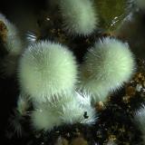 KidwellitaLa Paloma Mine, Zarza la Mayor, Mancomunidad Rivera de Fresnedosa, Cáceres, Extremadura, Spain2mm (Autor: Rewitzer Christian)