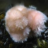 HörnesiteMina Casualidad, Cordillera de los Picachos, Baños de Sierra Alhamilla, Pechina, Comarca Metropolitana de Almería, Almería, Andalucía, EspañaFOV 1,3 mm (Author: Rewitzer Christian)