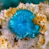 SerpieriteMina Casualidad, Cordillera de los Picachos, Baños de Sierra Alhamilla, Pechina, Comarca Metropolitana de Almería, Almería, Andalucía, EspañaFOV 1 mm (Author: Rewitzer Christian)