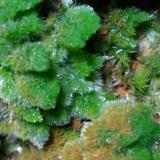 Pyromorphite<br />Saint-Salvy Mine, Saint-Salvy-de-la-Balme, Tarn, Occitanie, France<br />80 x 67 mm<br /> (Author: Sante Celiberti)