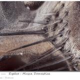 Musca domestica (not a mineral)<br /><br />fov 0.62 mm<br /> (Author: ploum)