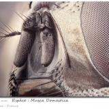 Musca domestica (not a mineral)<br /><br />fov 1.72 mm<br /> (Author: ploum)