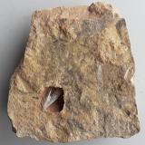 Aragonite<br />Grissianer Graben, Grissiano, Nalles (Nals), Autonomous Province South Tyrol, Trentino-Alto Adige (Trentino-Südtirol), Italy<br />7,5 x 7 cm<br /> (Author: Volkmar Stingl)