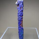 Azurite, Malachite, Quartz<br />M'Cissi, Alnif Commune, Tinghir Province, Drâa-Tafilalet Region, Morocco<br />70 x 11 mm<br /> (Author: Sante Celiberti)