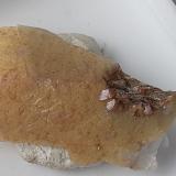 Stolzite<br />Cinovec/Zinnwald, Erzgebirge, Krusné Hory Mts., Ústí Region, Bohemia, Czech Republic<br />2 x 1 cm<br /> (Author: Volkmar Stingl)