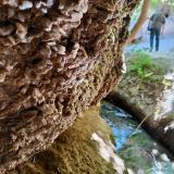 Cristales de yeso junto a la acequia. (Autor: Josele)