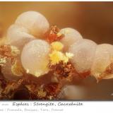 Strengite and CacoxeniteFumade, Castelnau-de-Brassac, Tarn, Occitanie, Franciafov 1.35 mm (Author: ploum)