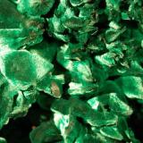 close up of sprays of  velvety malachite. (Author: Gail)