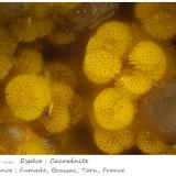 Cacoxenite<br />Fumade, Castelnau-de-Brassac, Tarn, Occitanie, France<br />fov 1.04 mm<br /> (Author: ploum)