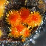 LudlockitaMazarrón, Comarca Alto Guadalentín, Region of Murcia (Murcia), SpainCampo de visión 0,6 mm. (Autor: Rewitzer Christian)