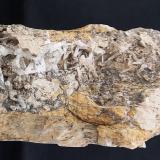 CelestinaSerra Grossa, Elche, Comarca Bajo Vinalopó, Alicante / Alacant, Comunidad Valenciana / Comunitat Valenciana, España170x60x70 mm (Autor: Luis Ramón Coves)