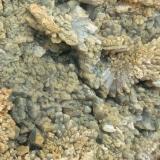 CelestinaCantera de Los Morteros, Aspe, Comarca Medio Vinalopó, Alicante / Alacant, Comunidad Valenciana / Comunitat Valenciana, España300x200x100 mm (Autor: Luis Ramón Coves)