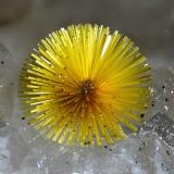 CacoxeniteMina La Paloma, Zarza la Mayor, Mancomunidad Rivera de Fresnedosa, Cáceres, Extremadura, EspañaFOV 1.4 mm. (Author: Rewitzer Christian)