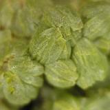 Close-up of "wheat-sheaf-like" pyromorphite crystals (Author: Tracy)