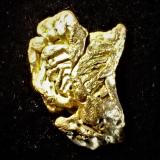 Gold<br />R.J. Roberts lode, Willow Creek District, Pershing County, Nevada, USA<br />20 mm x 12 mm<br /> (Author: Don Lum)