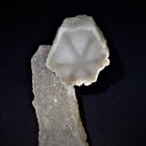 Quartz (variety trapiche)<br />Chifeng (Ulanhad), Inner Mongolia Autonomous Region, China<br />105 mm x 44 mm x 44 mm<br /> (Author: Don Lum)