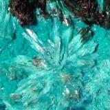 Atacamite, Libethenite, Pseudomalachite<br />La Farola Mine, Cerro Pintado, Las Pintadas District, Tierra Amarilla, Copiapó Province, Atacama Region, Chile<br />78 x 44 mm<br /> (Author: Sante Celiberti)